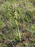 2h  Ophrys sphegodes-Spinnenragwurz